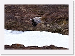merikotka White-tailed Eagle  5768 * 1285 x 900 * (232KB)